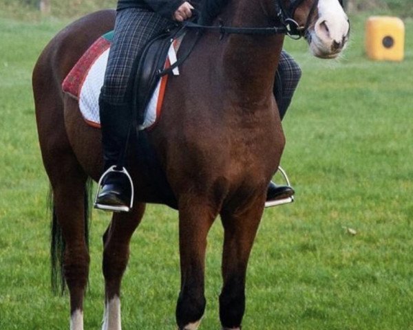 horse Niccolo-Philippe (German Riding Pony, 1993, from Navarino)
