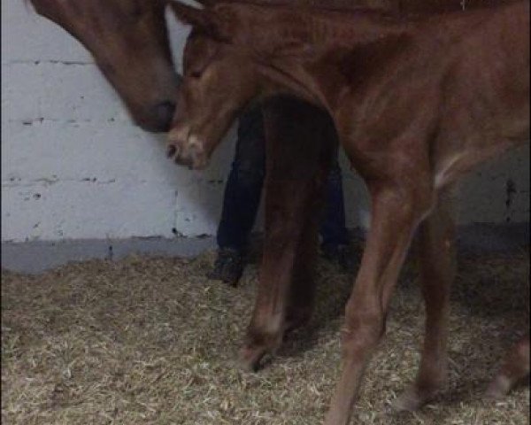 horse Viva Lavine (Westphalian, 2020, from Vivat Rex)