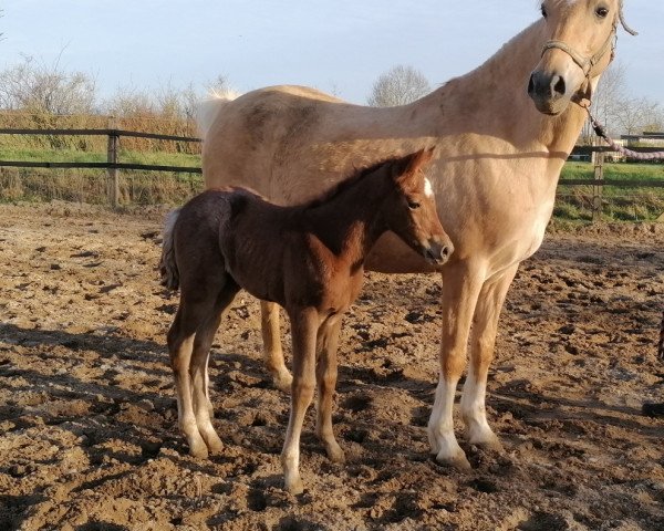 horse Belle Piera (German Riding Pony, 2020, from Del Piero 25)