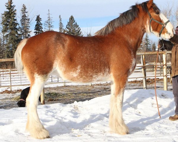 Zuchtstute Maple Stone Sweet Emilee (Clydesdale, 2005, von Hewal Benefactor) Zuchtstute Maple Stone Sweet Emilee (Clydesdale, 2005, von Hewal Benefactor)