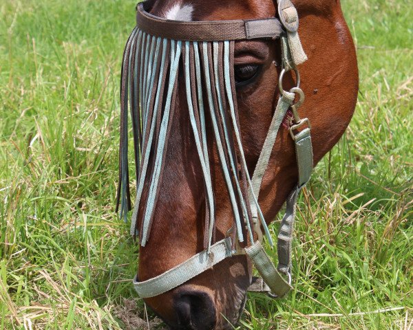 horse Jolina 2 (KWPN (Royal Dutch Sporthorse), 1986, from Feo de Lauzelle)