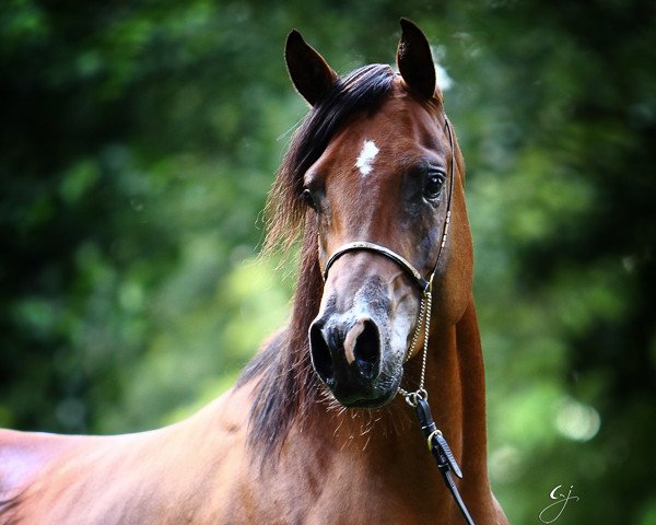 horse Jaipur ox (Arabian purebred, 2007, from WH Justice ox)