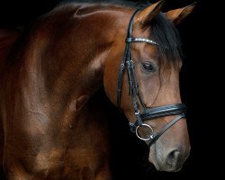 dressage horse Cori's Lotti (Westphalian, 2014, from Cachassini)
