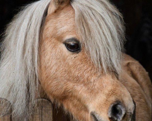 horse Bella Luna von der gerlingermühle (Shetland pony (under 87 cm), 2012, from Paradox a.d.Westerwald)