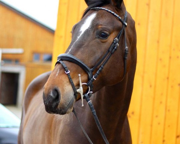 jumper Lady Gaga 47 (Hanoverian, 2015, from Lord Pizarro)
