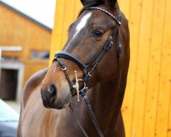 Springpferd Lady Gaga 47 (Hannoveraner, 2015, von Lord Pizarro)
