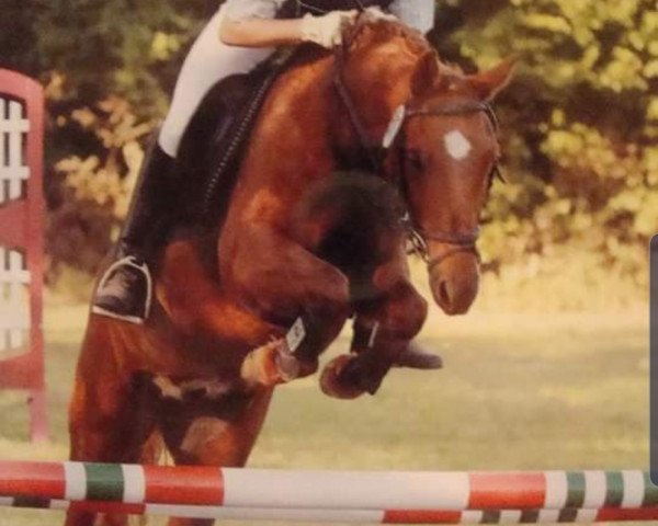 horse Sundance 58 (unknown, 1995)