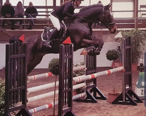 jumper Connex 9 (Holsteiner, 2012, from Clarimo Ask)