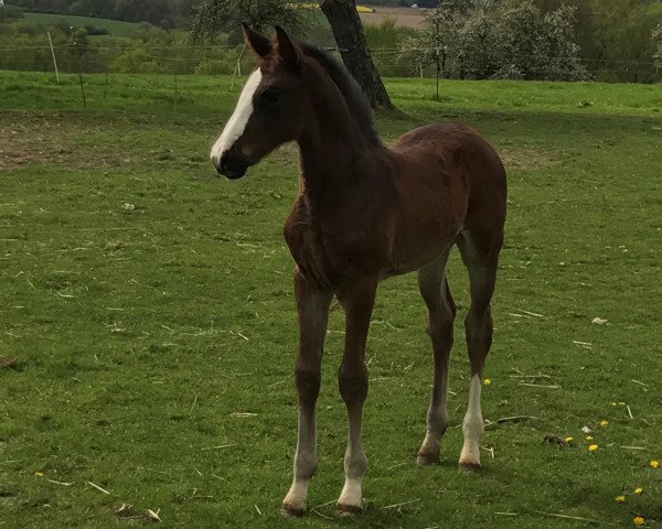 horse Cola (Westphalian, 2017, from Clintissimo 197 FIN)