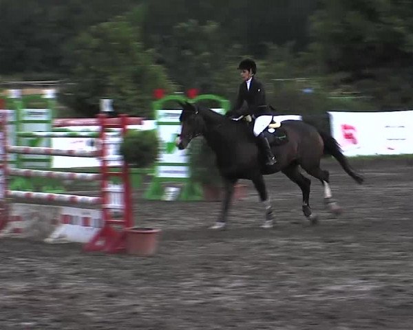 Reitturnier Tangstedt/Pinneberg 2015