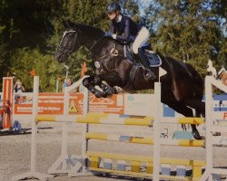 jumper Cosmic One (Oldenburg show jumper, 2010, from Casall Ask)