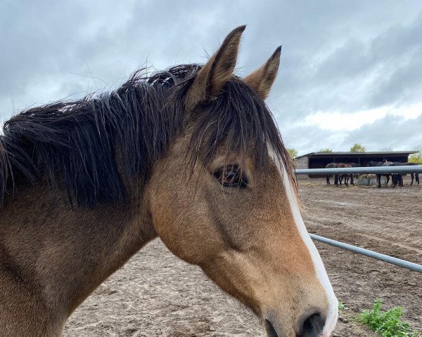 horse Cadeau de luxe (German Riding Pony,  , from FS Champion de Luxe)