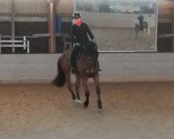dressage horse Pbm Rainman (Württemberger, 2008, from Rulaman)