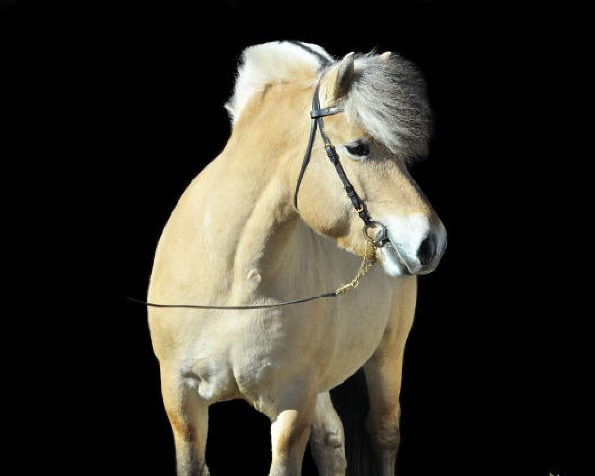 stallion Loebas (Fjord Horse, 2015, from Anton I-83)