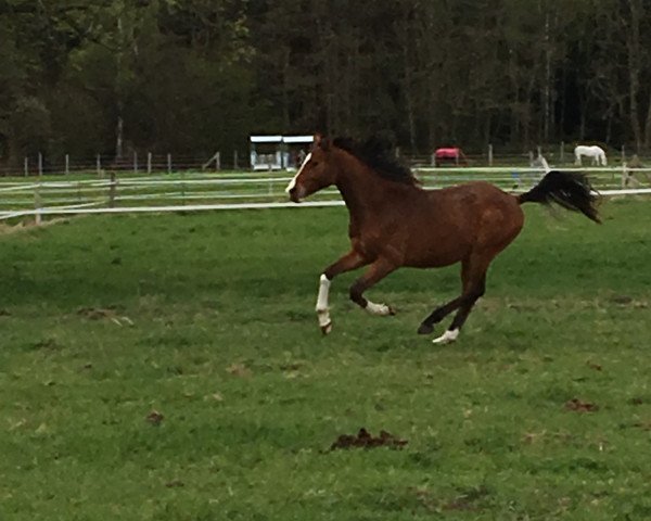 horse Cornet's Alwin (Oldenburg show jumper, 2015, from Cornet's Prinz)