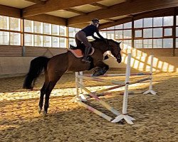 jumper Chatanouga (Westphalian, 2009, from Christiano)