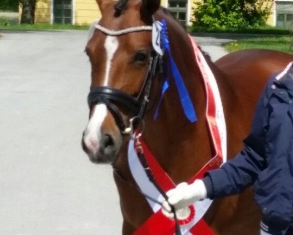Zuchtstute Shakira (Deutsches Reitpony, 2012, von Classic Dancer I)
