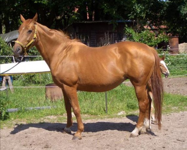 broodmare Maike (Hanoverian, 1988, from Maat I)