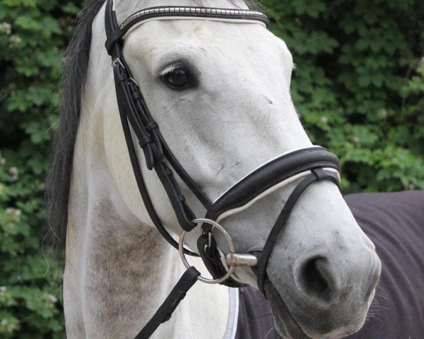 Pferd Evita Z (KWPN (Niederländisches Warmblut), 2013, von E Star)