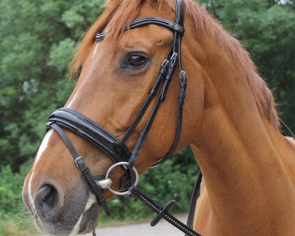 Pferd De Lord K (KWPN (Niederländisches Warmblut), 2008, von Lord Z)