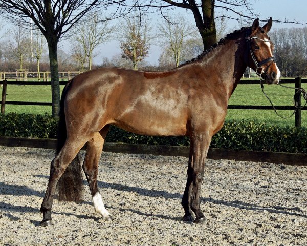 horse Fee jolie (Hanoverian, 2017, from Frisco 217 FIN)
