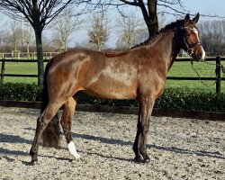 Pferd Fee jolie (Hannoveraner, 2017, von Frisco 217 FIN)