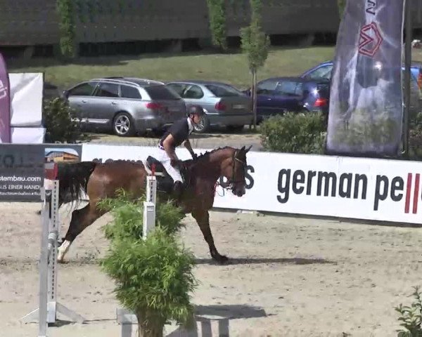 HORSE classics Killingen 2015