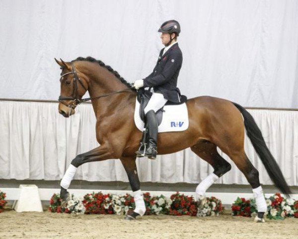 Dressurpferd Dempsey (Westfale, 2013, von Damsey FRH)