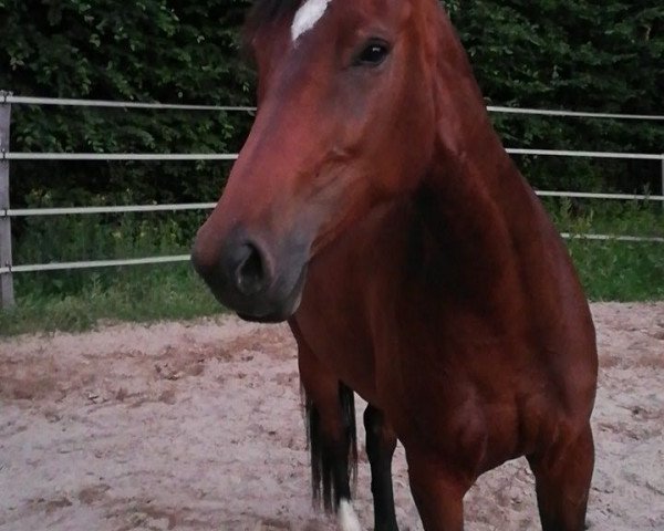 horse Chandra 42 (Westphalian, 2014, from Couleur Rouge)