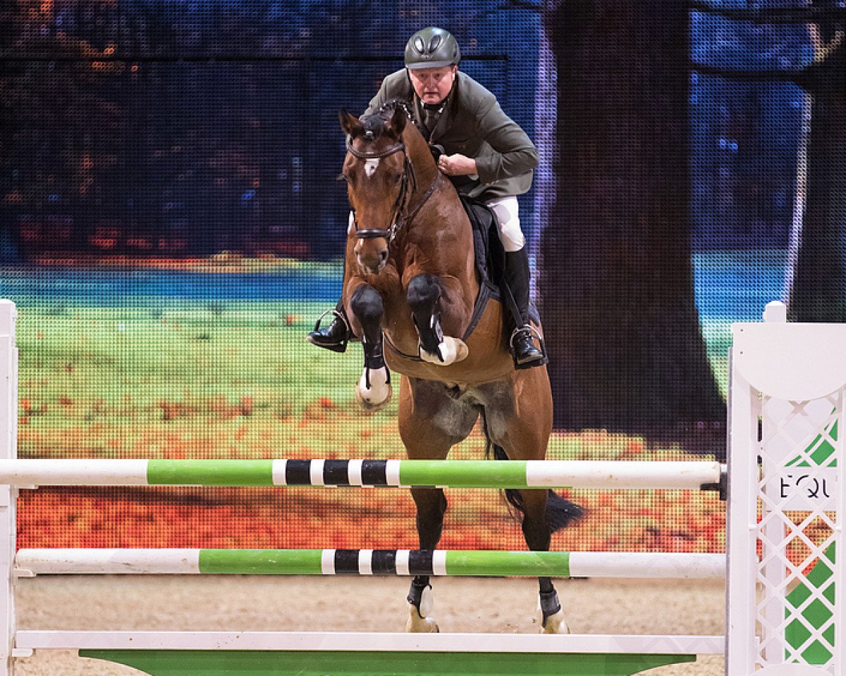 stallion Arko Junior Pms (Oldenburg, 2010, from Arko III)