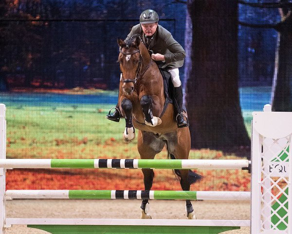 stallion Arko Junior Pms (Oldenburg, 2010, from Arko III)