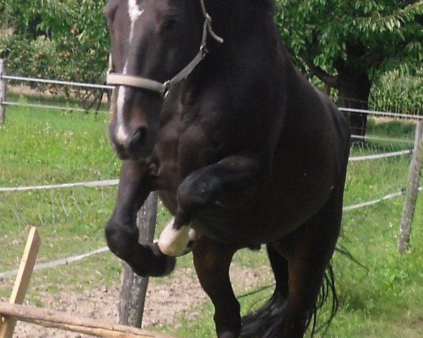 horse Fairy Tale 17 (Bavarian, 1995, from Fair Play 97 FIN)