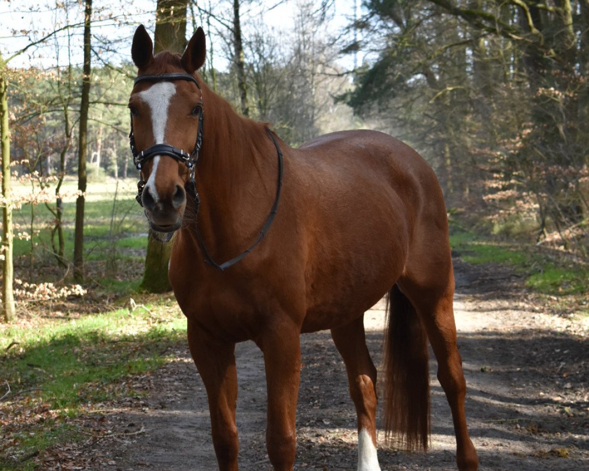 dressage horse Belle de Jour Go (Trakehner, 2001, from Wörthersee xx)