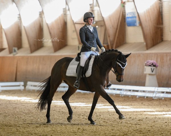 jumper Kalina VI (Trakehner, 2014, from Herbstkönig 2) jumper Kalina VI (Trakehner, 2014, from Herbstkönig 2)