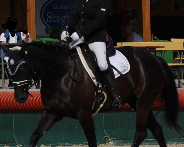 dressage horse Felina 22 (German Riding Pony, 2013, from Flashpoint 4) dressage horse Felina 22 (German Riding Pony, 2013, from Flashpoint 4)