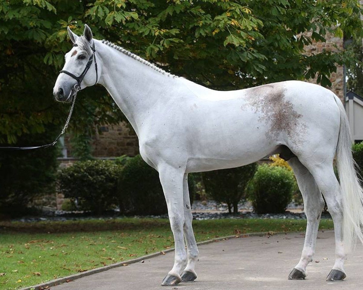 Deckhengst Cartaro 2 (Oldenburger Springpferd, 2010, von Carinue)