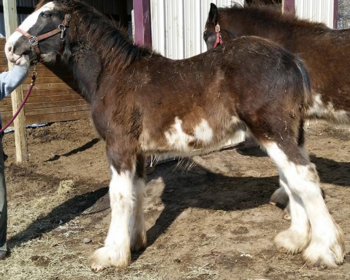 Pferd C3 Dixie's Khrome (Clydesdale, 2014, von Somewhere Doc's Blackun Decker)