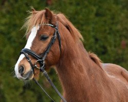 dressage horse Dragoon-Rhys (Welsh-Cob (Sek. C), 2010, from Parvadean Rowan)