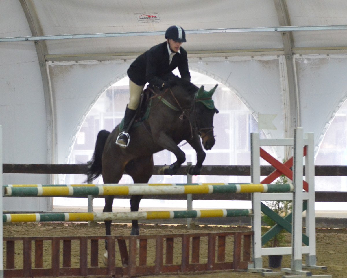 broodmare Alice (Hanoverian, 1999, from Adlantus As FRH)