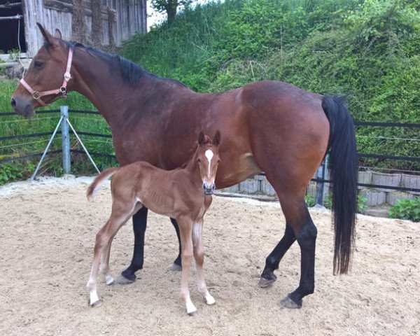 jumper Cayenne (German Sport Horse, 2015, from Stolzenberg)
