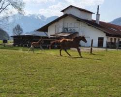 Springpferd Foggy Bay (Deutsches Sportpferd, 2016, von Stolzenberg)