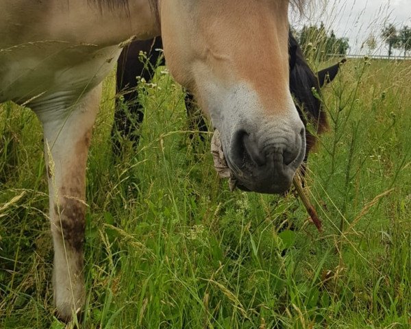 Pferd Johnny (Fjordpferd, 2016, von Jarn)