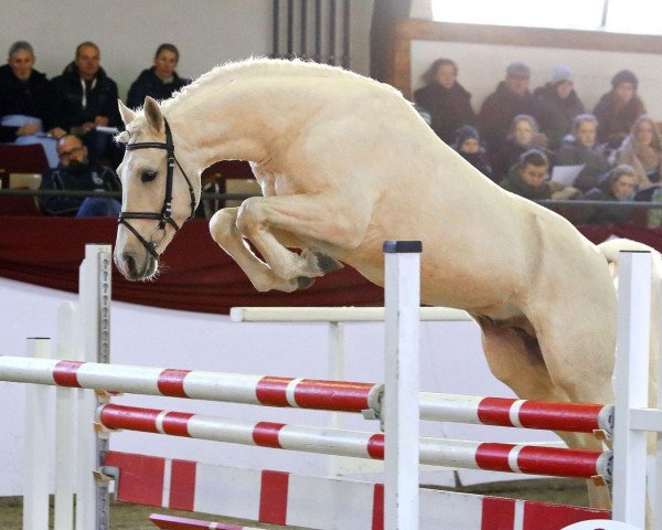 Deckhengst Grando (Deutsches Reitpony, 2015, von Hesselteichs Grimaldi)