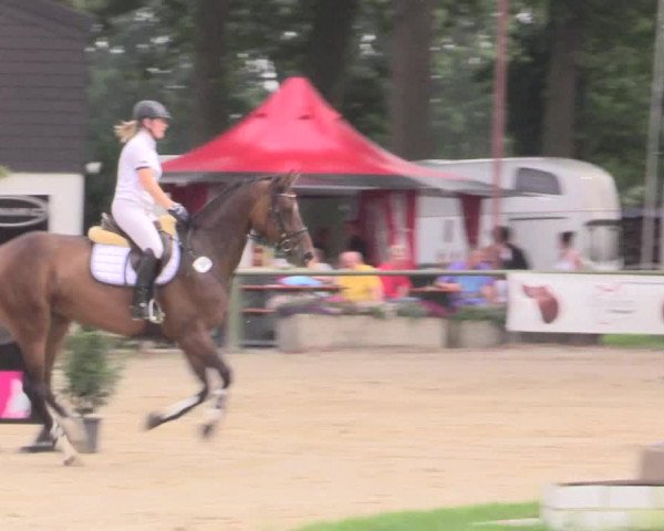 Reitturnier Datteln 2015