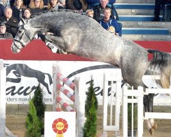 Deckhengst Hickstead Junior (Oldenburger Springpferd, 2016, von Hickstead White)