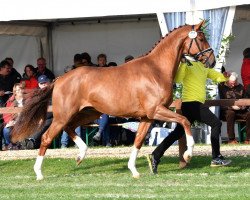 Deckhengst Fabion Blue Hors (Hannoveraner, 2017, von Farrell)