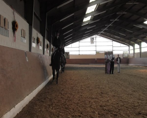 Reitturnier Datteln 2015