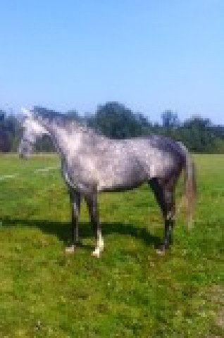 broodmare Casta Diva FF (Mecklenburg, 2006, from Coolidge 2)