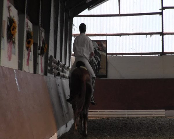 Reitturnier Datteln 2015