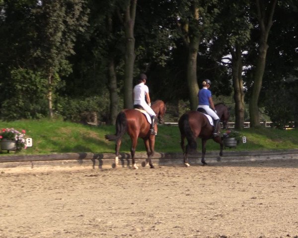Reitturnier Datteln 2015